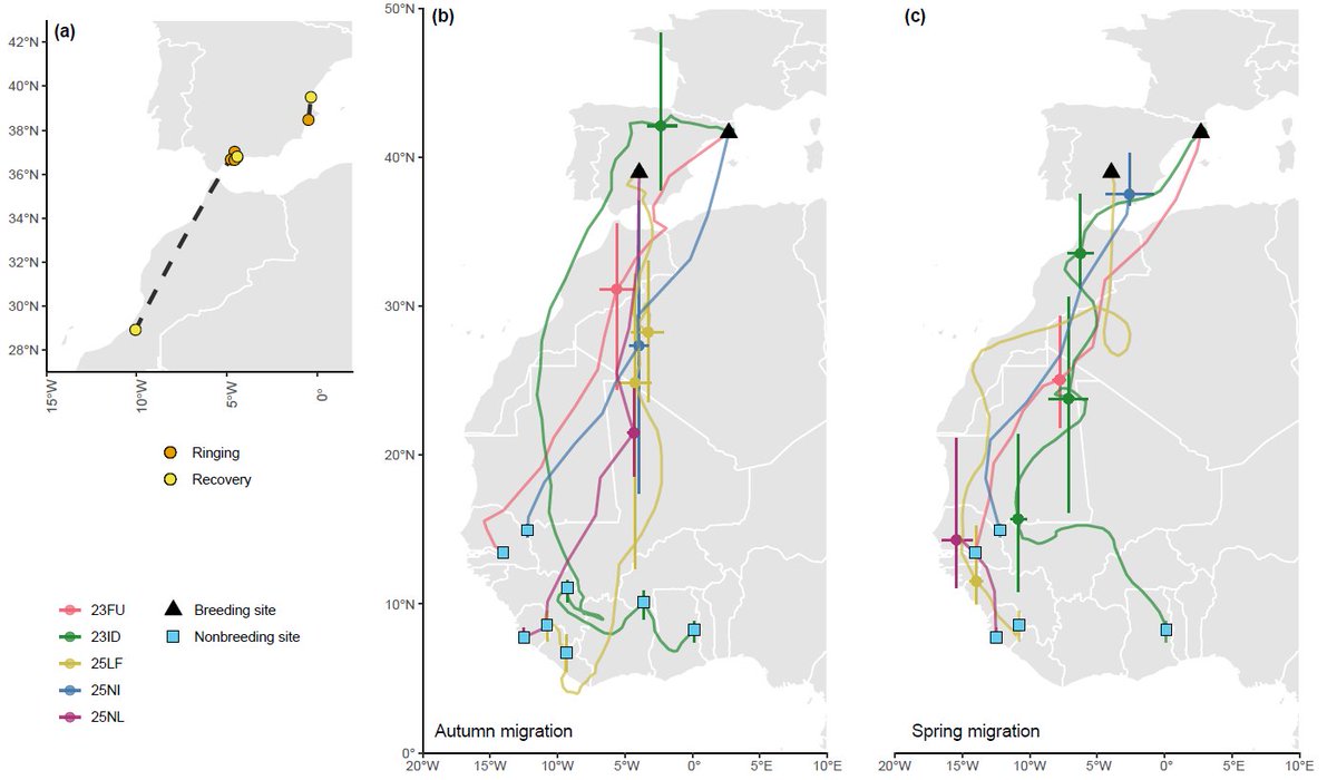 Joanna Wong (@jo_wng) on Twitter photo Our new paper gives a first look at the annual cycle of Red-rumped Swallows🐦! Using geolocation and <a href="/_EURING/">EURING</a> data, we show swallows migrate to sub-saharan West Africa from two Iberian breeding colonies 🌍 <a href="/FrancinaTuron/">Francina Turon</a> @marioftizon <a href="/Vogelwarte_scie/">Vogelwarte_Science</a>
📖: link.springer.com/article/10.100… Our new paper gives a first look at the annual cycle of Red-rumped Swallows🐦! Using geolocation and <a href="/_EURING/">EURING</a> data, we show swallows migrate to sub-saharan West Africa from two Iberian breeding colonies 🌍 <a href="/FrancinaTuron/">Francina Turon</a> @marioftizon <a href="/Vogelwarte_scie/">Vogelwarte_Science</a>
📖: link.springer.com/article/10.100…