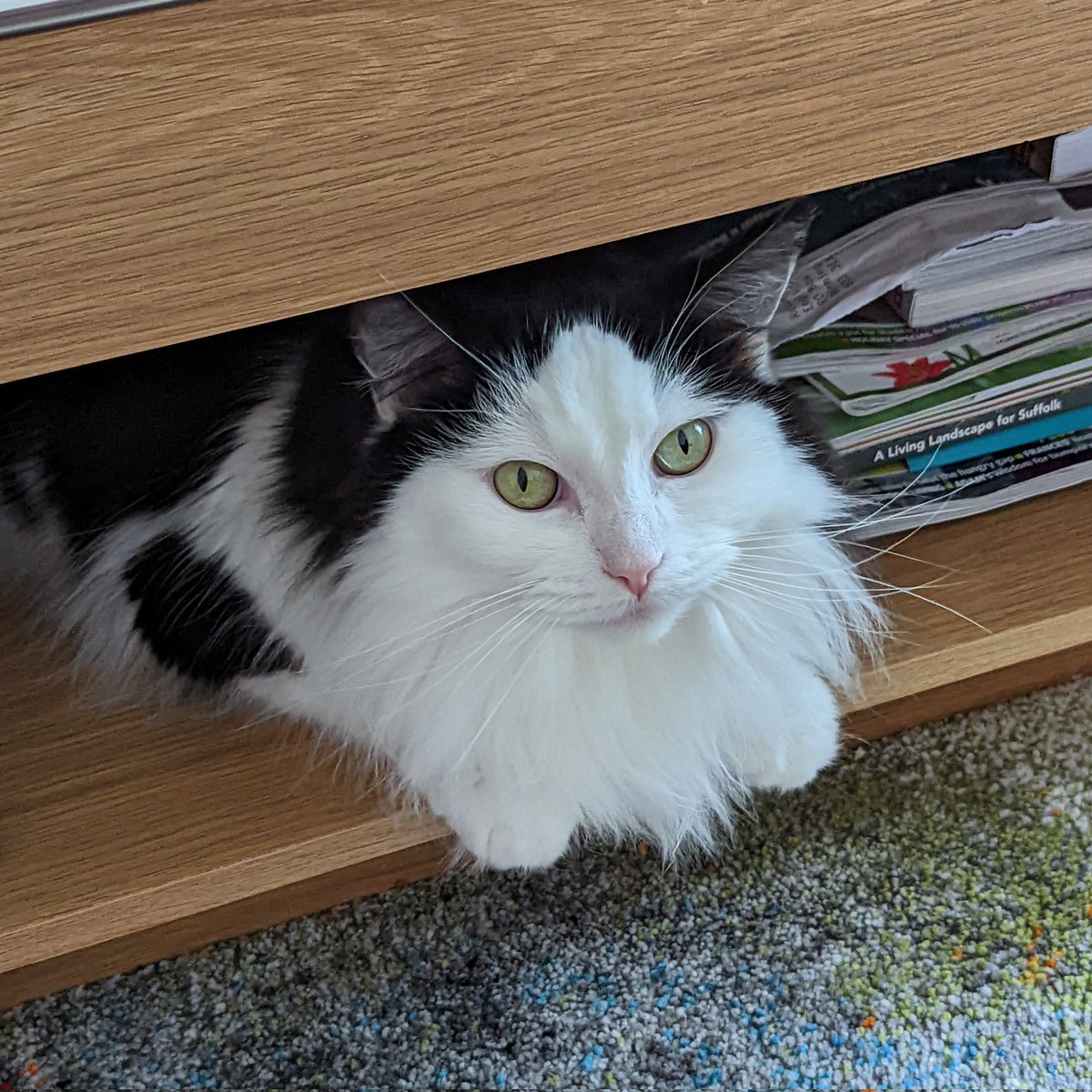 TillyCat05's tweet photo. Daddy as it's #InternationalCatDay open the drawer and give me all the Dreamies that are actually mine. https://t.co/0aopXdMA0Z