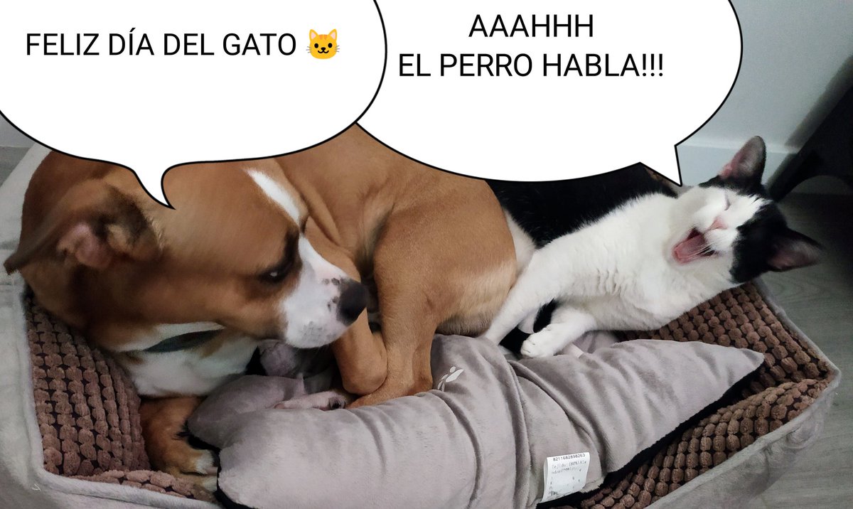 FELIZ #DiaInternacionalDelGato a todos los que como nosotros amáis a estos seres excepcionales.