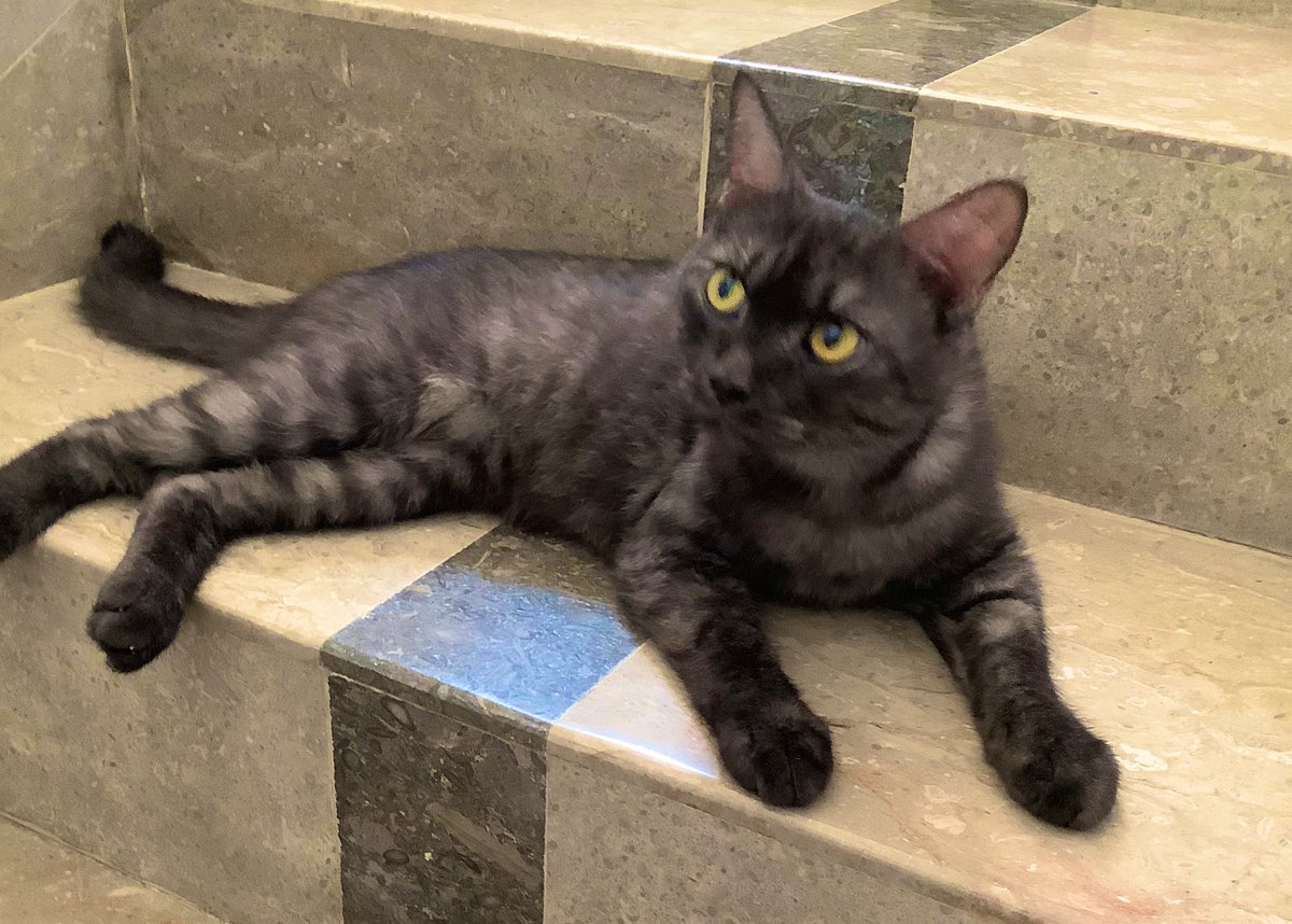 Mona Shah tweet media