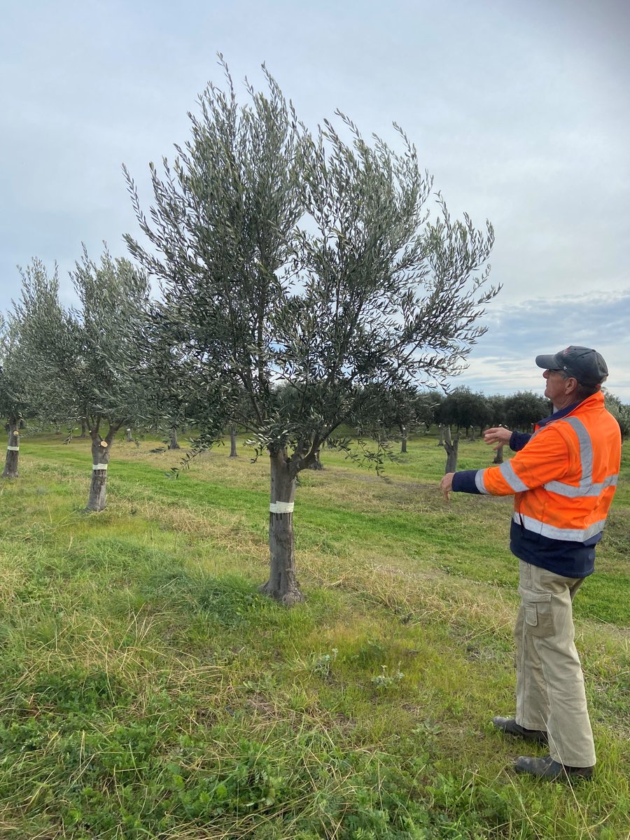 AdrianEngle1's tweet photo. Last week I visited Peter and Marlies Eicher of Salute Oliva in Boort. Great to hear the benefits from the @Hort_Au Olive fund project - An integrated pest and disease management extension program for the olive industry (OL17001)
Further information 👇
https://t.co/edoMtiN8Vz https://t.co/5iArfft6Lj
