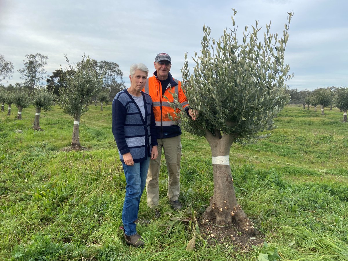 Adrian Englefield (@adrianengle1) on Twitter photo Last week I visited Peter and Marlies Eicher of Salute Oliva in Boort. Great to hear the benefits from the <a href="/Hort_Au/">Hort Innovation</a> Olive fund project - An integrated pest and disease management extension program for the olive industry (OL17001)
Further information 👇
horticulture.com.au/growers/help-y… Last week I visited Peter and Marlies Eicher of Salute Oliva in Boort. Great to hear the benefits from the <a href="/Hort_Au/">Hort Innovation</a> Olive fund project - An integrated pest and disease management extension program for the olive industry (OL17001)
Further information 👇
horticulture.com.au/growers/help-y…