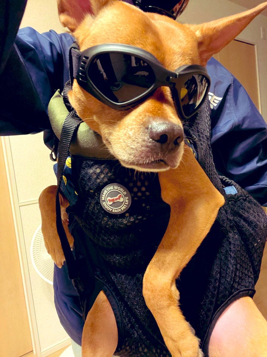 RSMC2020's tweet photo. メンバー（犬）も過ごしやすい気温の夜になりました https://t.co/ttLk4WJ04K