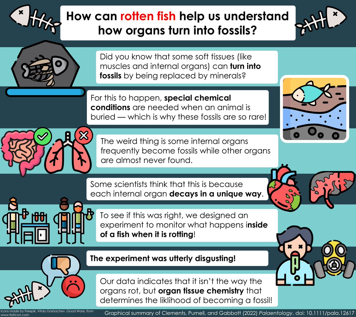 🚨Hot off the press!🚨
Some fossils preserve soft tissues like internal organs - how does this happen?

How can watching fish rot help us understand this process?

Who would be mad enough to do that?

All this and more in our new paper: onlinelibrary.wiley.com/doi/full/10.11… (open access).