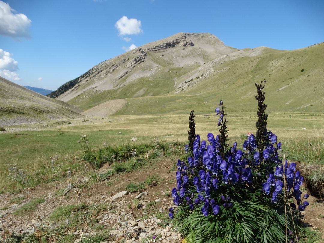 parcscat's tweet photo. ⚠️☠ Mira'm i no em toquis! La tora blava (Aconitum Napellus) és la planta més tòxica d'Europa. I ho és des de les arrels fins a les fulles i les flors, sent mortal en petites dosis. És molt abundant en els prats del #PNCadíMoixeró ja que no hi ha cap animal que se la mengi. https://t.co/qZcBTK8UuT