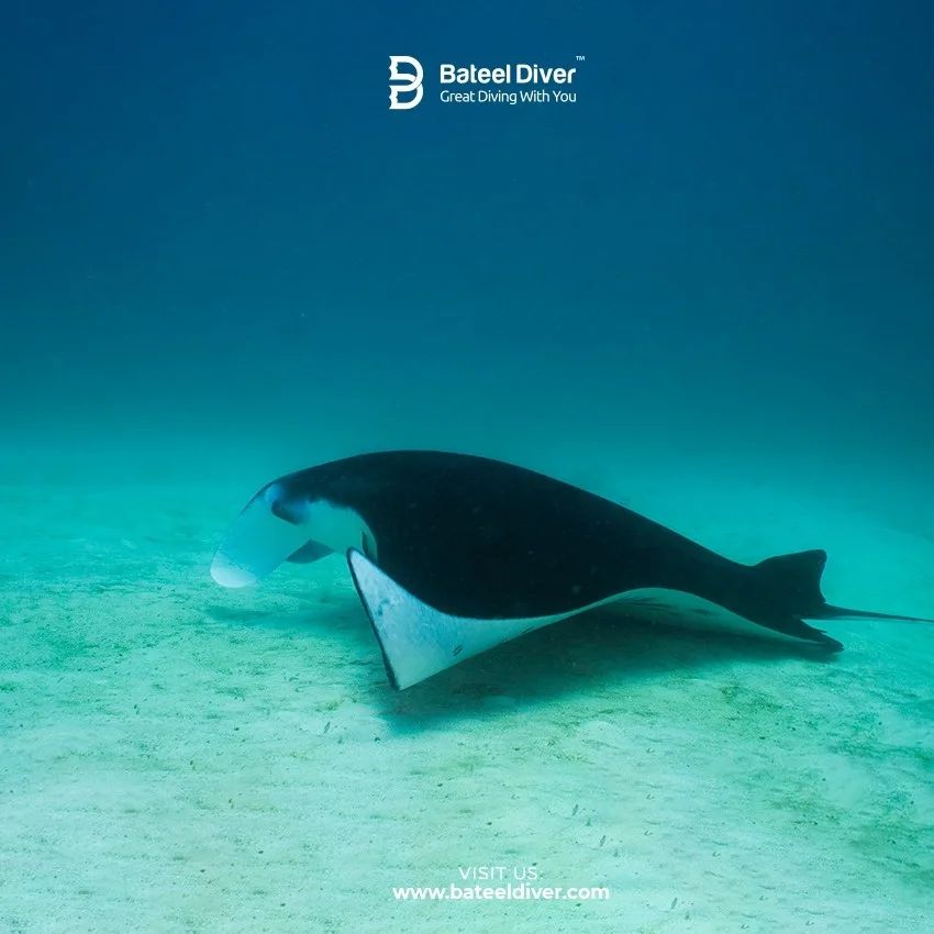 BateelDiver's tweet photo. Love every moment under water in Maldives 💙
Check our upcoming trip 🤩
https://t.co/L7V2Vm2NYr https://t.co/xlxDSv0leu