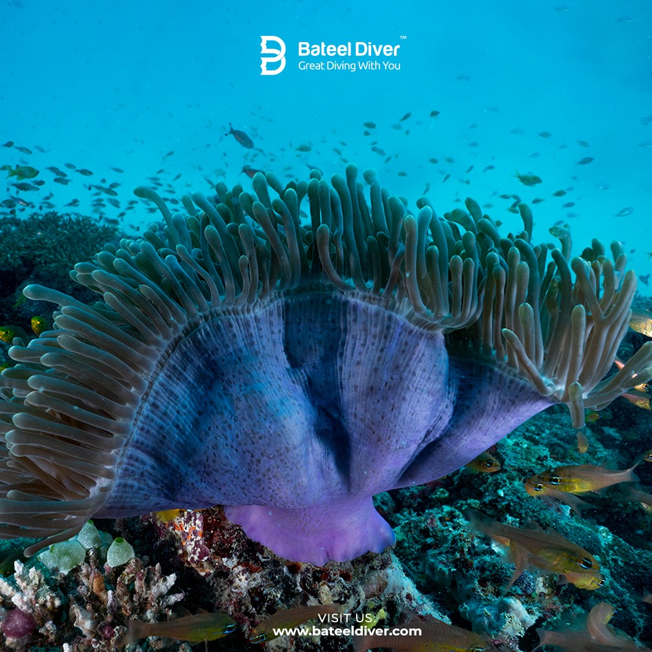 BateelDiver's tweet photo. Love every moment under water in Maldives 💙
Check our upcoming trip 🤩
https://t.co/L7V2Vm2NYr https://t.co/xlxDSv0leu