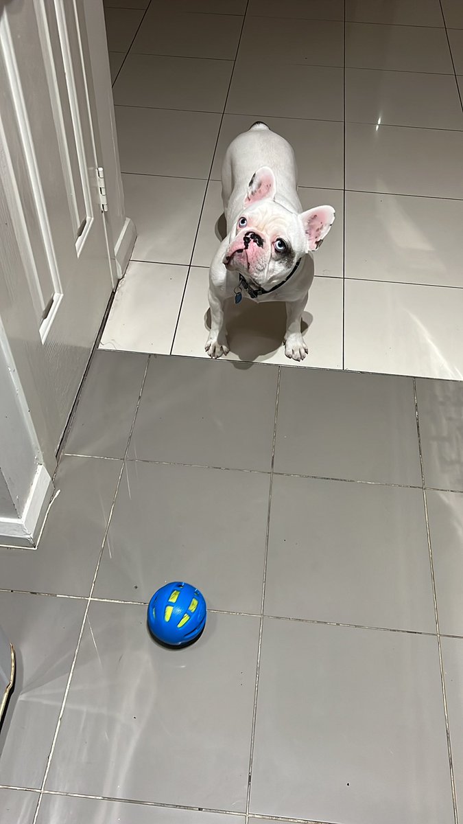 budboopofficial's tweet image. Never a dull moment in the house! Finish stream and race to cook dinner and this little guy is ready to play 😂 he has the hardest life! #frenchieproblems #Frenchie #poststream #Streamer
