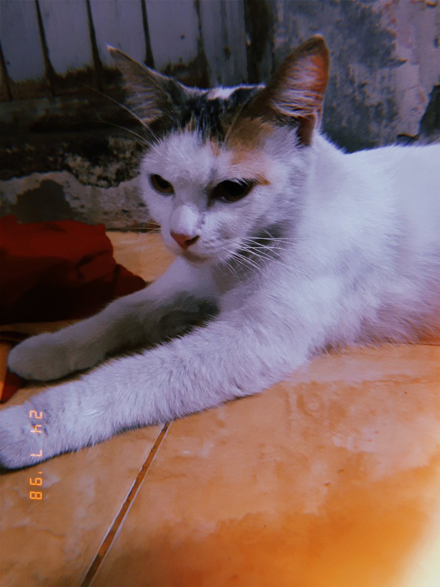 munaisah407's tweet photo. @kochengfs Selamat hari kucing sedunia ini majikanku yang paling pojok baru mati kemarin jadi masih berduka 😭💔❤ https://t.co/PuzUwthHxI
