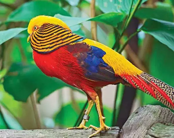 jimrosecircus1's tweet photo. Years ago I heard about a person who was illegally selling Rainbow Toucans and was jamming a bunch of them into one cage. It broke my heart. I did something I have never done before or since to anyone, I turned him in. I haven't lost any sleep over it. https://t.co/jfaMpo6O5p