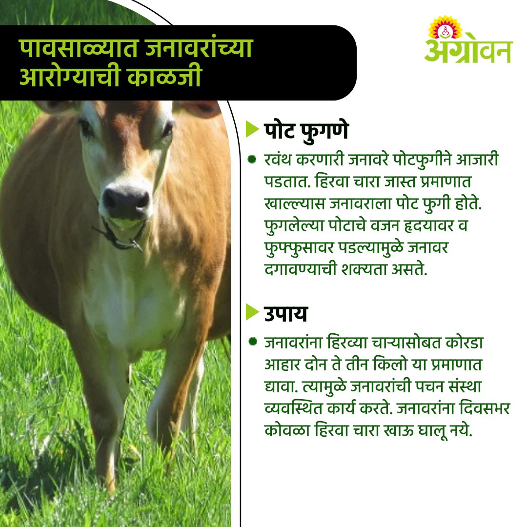 AGROWON's tweet photo. पावसाळ्यात गोठ्यात रोगजंतूचा प्रादुर्भाव जास्त प्रमाणात होतो. डॉ. पंजाबराव देशमुख कृषी विद्यापीठाने जनावरांना पावसाळ्यात होणाऱ्या आजारांच्या नियंत्रणाविषयी पुढील उपाय सांगितले आहेत.
#Agrowon #AgrowonForFarmers #AgricultureNews #PDKV #AnimalCare #AnimalAdvisory #DairyAnimal https://t.co/AHZ0Q7aMPc
