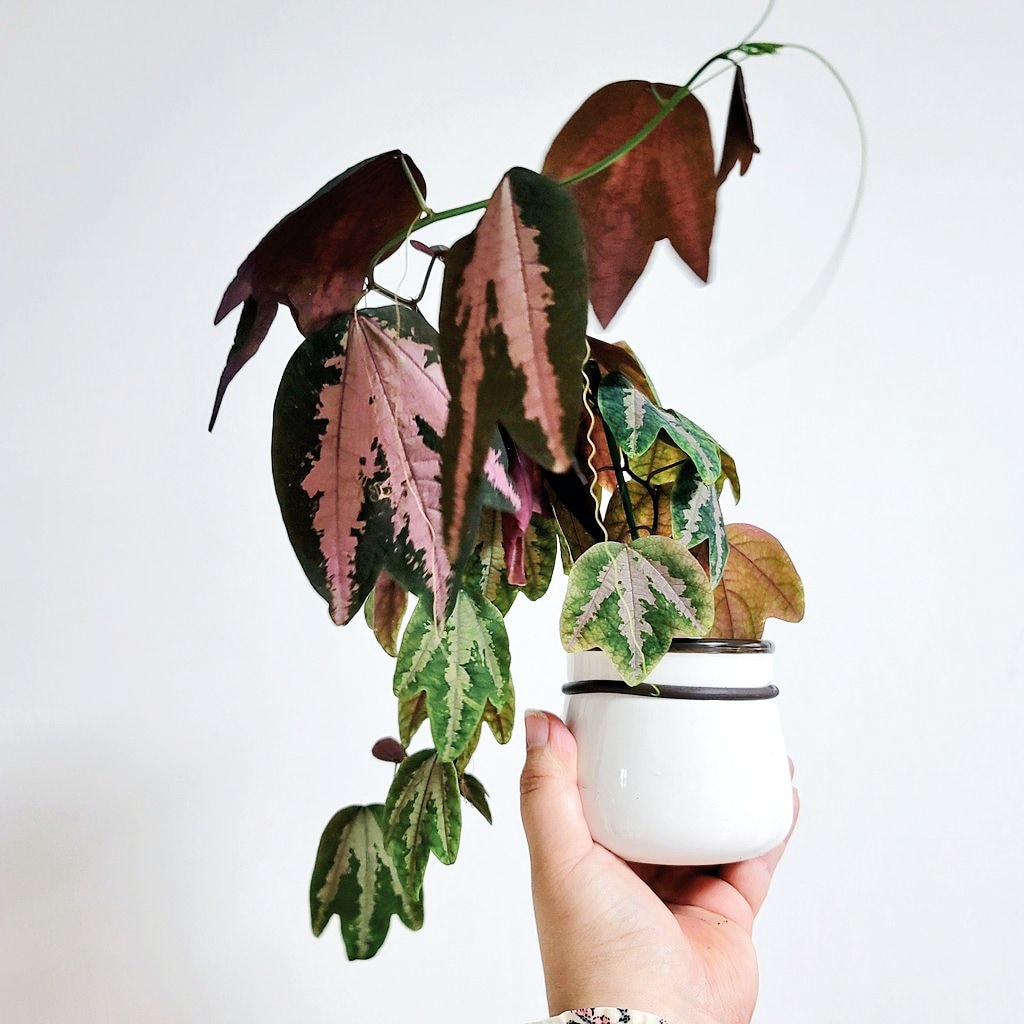 고백합니다...(후/전)
중간에 우울?..무기력+번아웃이 쎄게 와서
식물들 몇몇을 말려 죽였는데🥺
그 중 오리발시계초가 드디어 몽둥이를 탈출하고 새잎이 났어요ㅋ...
저 풍성한 공룡발을 다 죽인 살식마지만..
그래도 살아나줘서 기쁘다ㅜ 내가 노력할게.