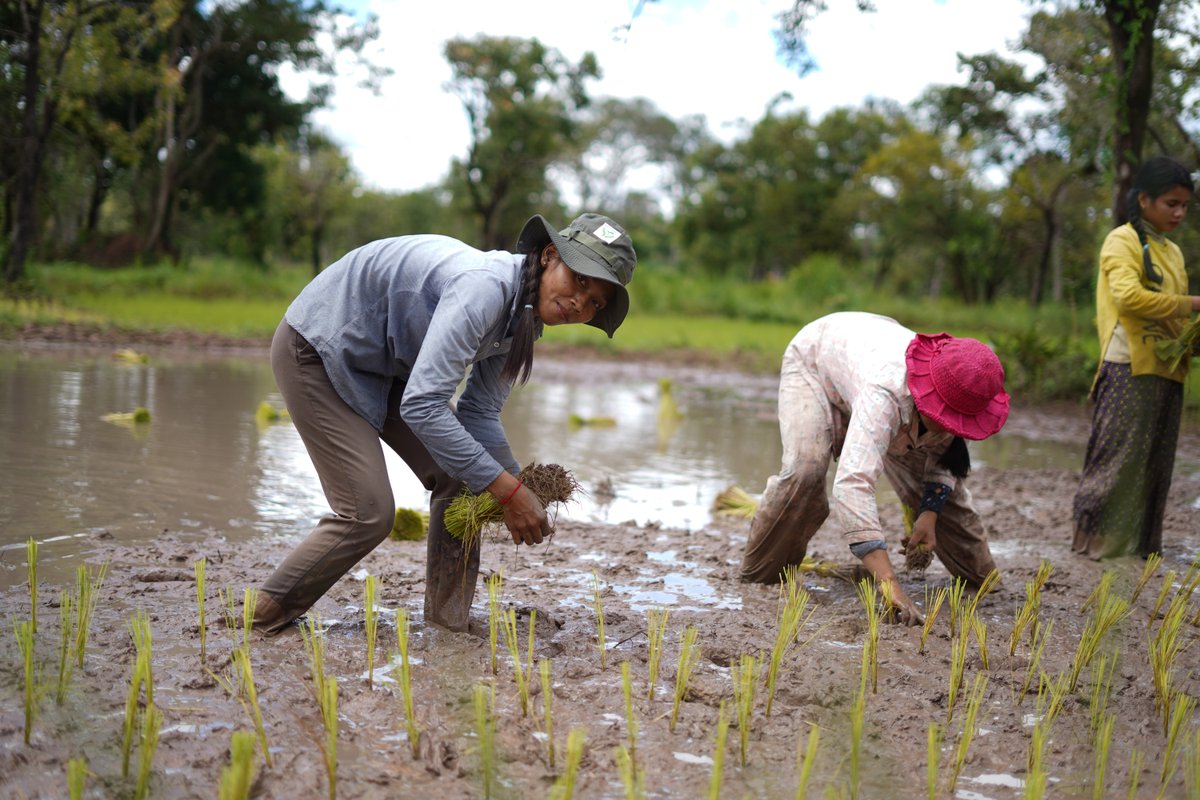 ibis_rice's tweet image. Seedlings are being taken from the nursery to the paddy where they will be replanted for the rest of the growing season! This is part of the #traditionalmethod used for rice field establishment which helps to reduce competition from weeds and ensures consistent #rice #quality.
