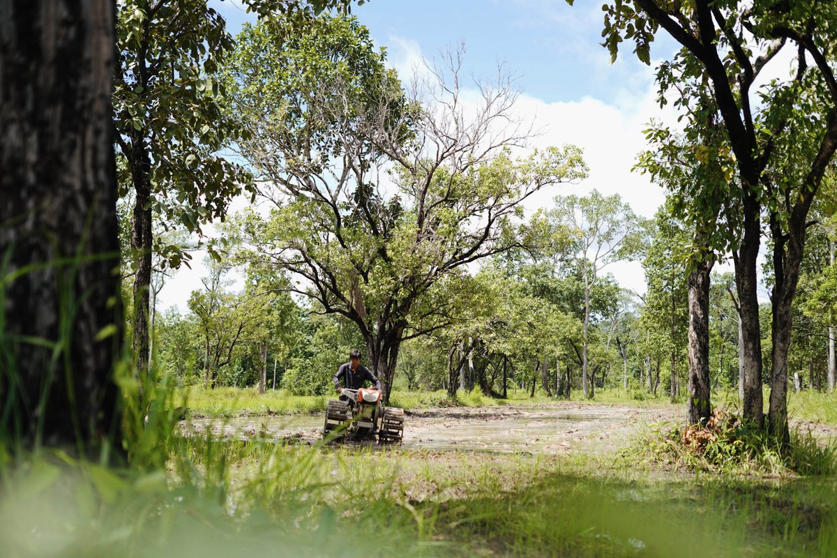 ibis_rice's tweet image. Seedlings are being taken from the nursery to the paddy where they will be replanted for the rest of the growing season! This is part of the #traditionalmethod used for rice field establishment which helps to reduce competition from weeds and ensures consistent #rice #quality.