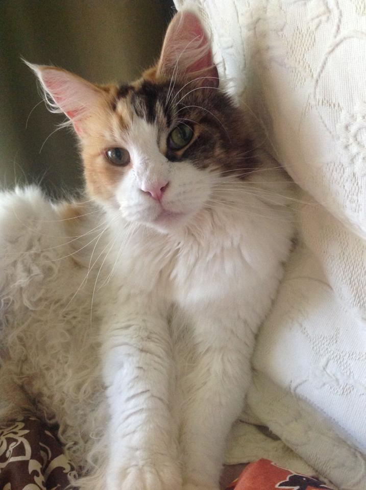 CVE_Sydney's tweet photo. Puzzle, the Maine Coon hopes you're all having a purrfect #internationalcatday π±
#mainecoon #catday #catsoftwitter #catsofsydney #centreforveterinaryeducation #cve #sydneyuni #usyd #vetscience #vets #vetstudent #vetlife https://t.co/CKAbHN7OHD
