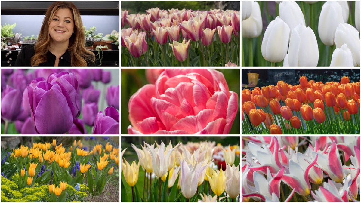 AllForGardening's tweet photo. #Garden #Answer: My 2022 #Fall #Bulb ...
 
#Beautiful #Bush #Dirt #Diy #Earth #Flower #FunDIY #GardenAnswer
 
https://t.co/hRUraIgdJR https://t.co/RusoTo7qDv