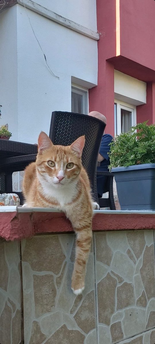 Badem Hanım ve Hamsi Bey 🐈🦮 #dünyakedilergünü