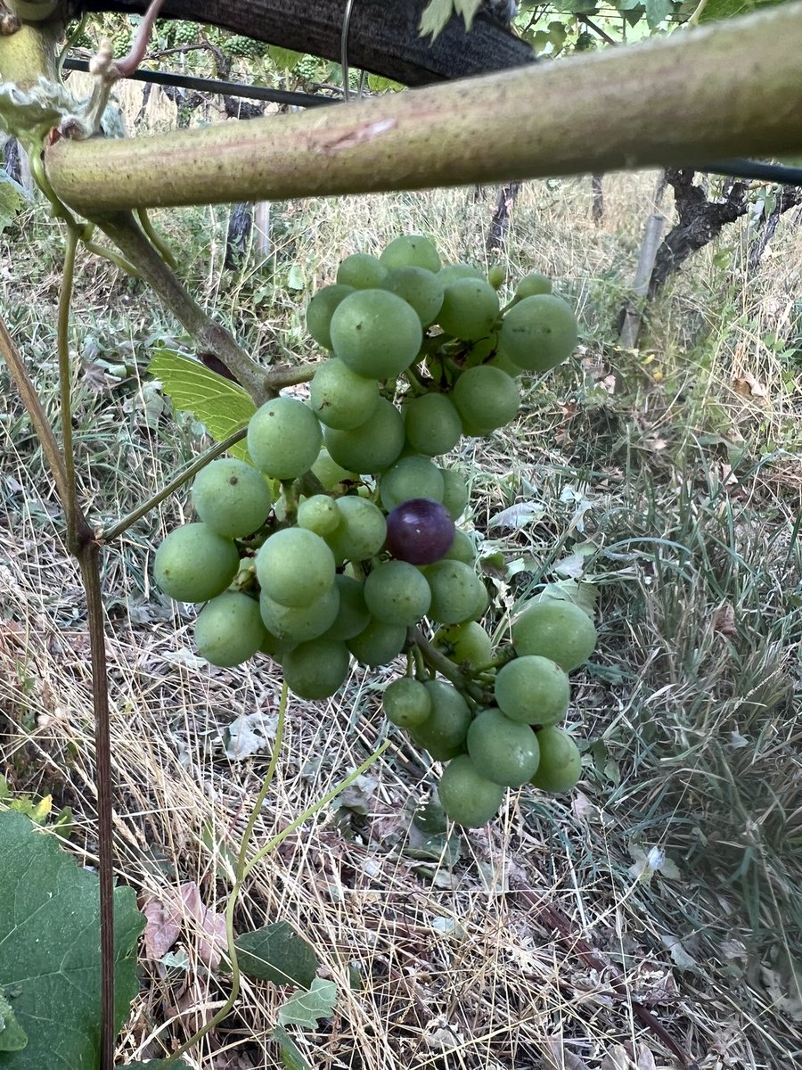 Yes probably the only berry in the whole vineyard but I found the bugger!#veraison