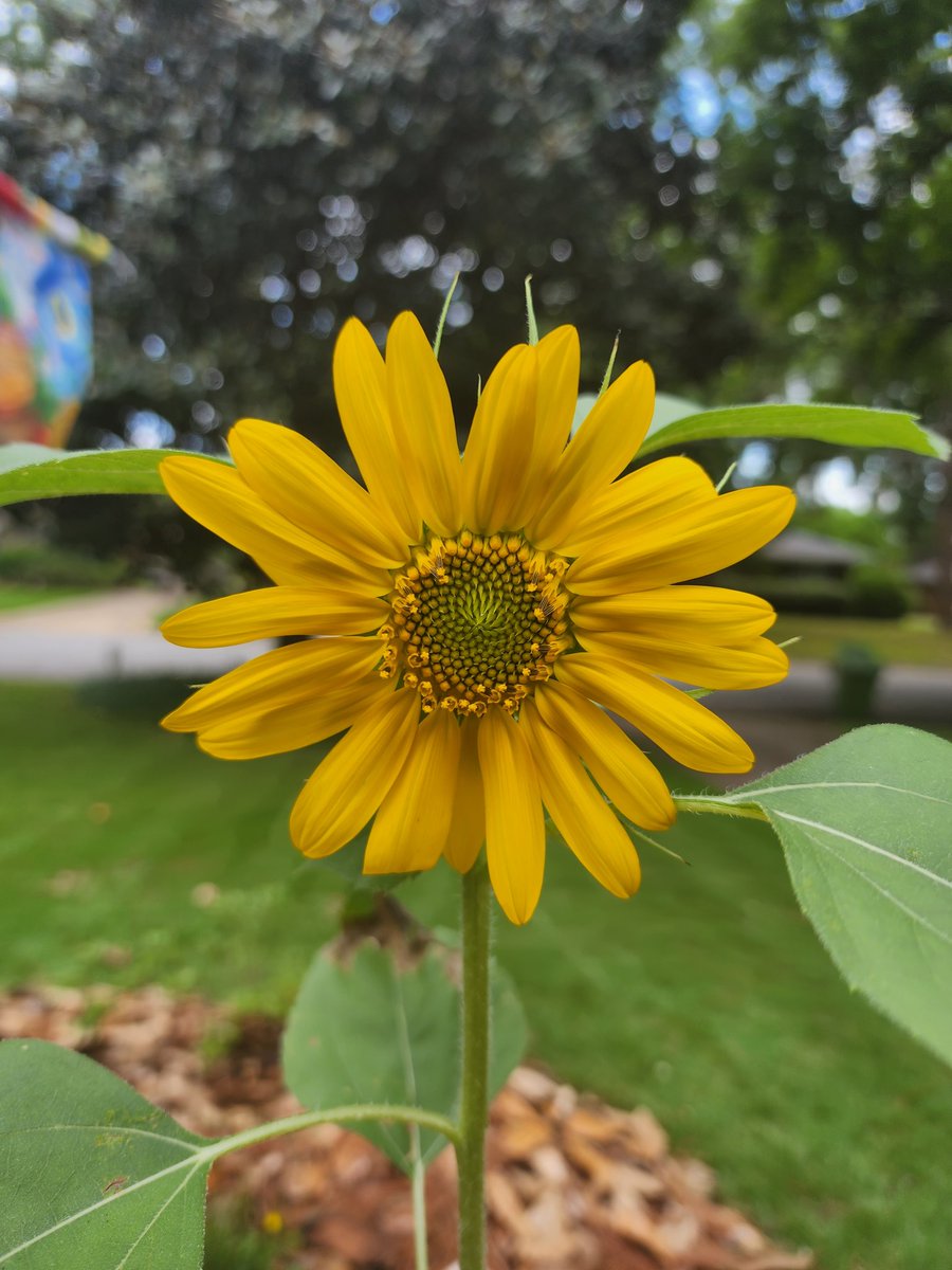 KnottyMother's tweet image. These little ones open fast 🌻🌿✨️🧚🏽‍♀️ #realfast #sunflowers #morning #monday