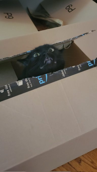 I guess I'm keeping this box forever now. She won't even share it with Clementine and she fucking loves<a href="/tag/onlyfans"class="tags"><span>#onlyfans</span></a><a href="/tag/fansly"class="tags"><span>#fansly</span></a>