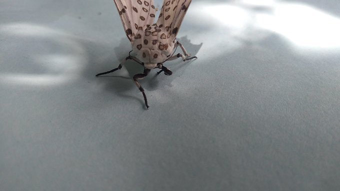 Daily Moths (@moths_daily) on Twitter photo 