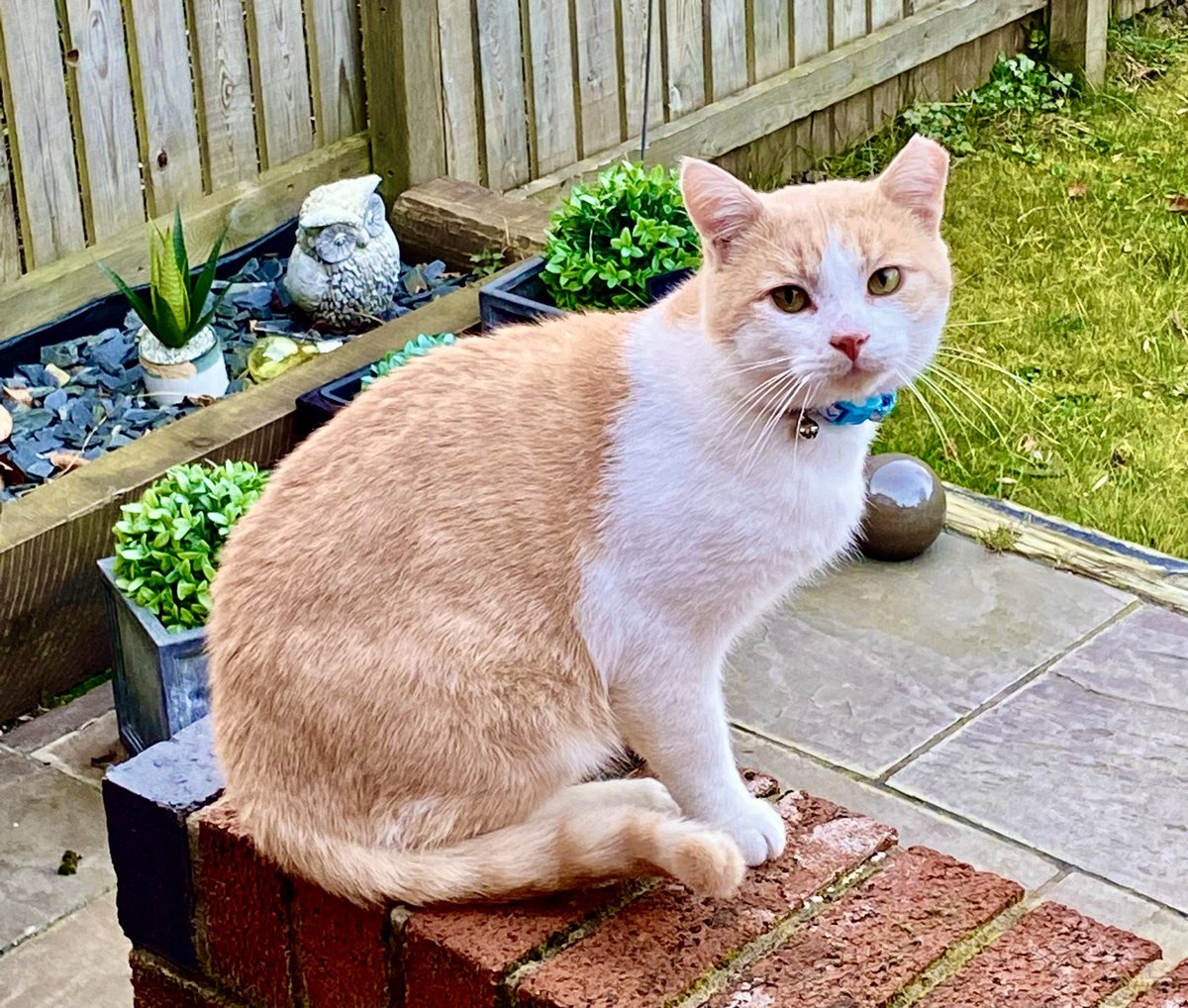 Bernard😻another rescue cat. #InternationalCatDay #CatsOfTwitter #forgottencatcompanions #GingerCats