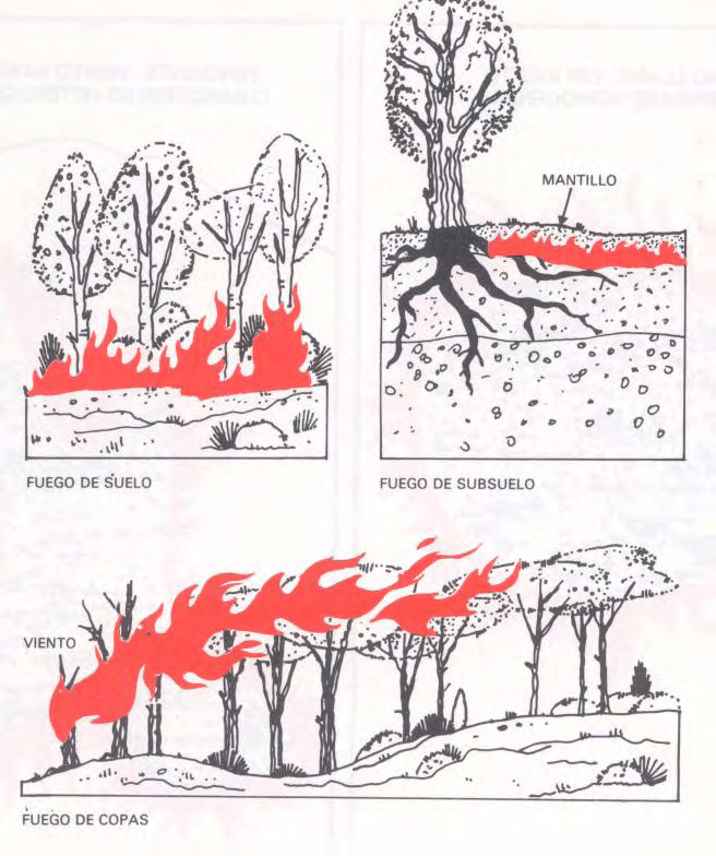 El_Batefuegos's tweet photo. Sólo porque un #IIFF no se está extendiendo por el suelo, no significa que esté extinguido
Podría estar quemándose en el subsuelo, donde el material orgánico en descomposición llamado turba puede mantenerlo vivo durante días o semanas. https://t.co/By76eBb45h