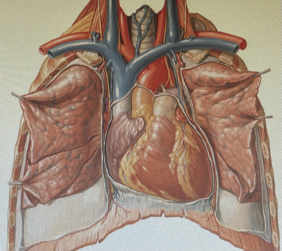 medicine_cr's tweet photo. causes of ATRIOVENTRICULAR BLOCK (~#AVblock):

1. Ischemia of the “#AVnode” or “AV”bundle.
2. Compression of the “#AVbundle”.
3. Inﬂammation of the “AV” node or “AV”bundle.
4. Extreme stimulation of the heart by the vagus nerves.
5. Degeneration of the “AV” conduction system.
.. https://t.co/tx0diKJrw7