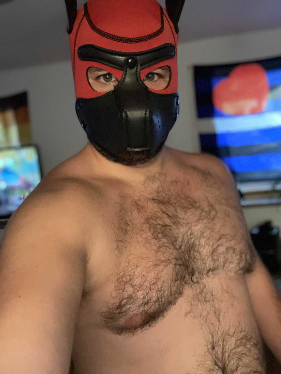 bttmcub87's tweet photo. Officially introducing myself to the world as Pup Shylo🐾 https://t.co/jI6zBr6o4u