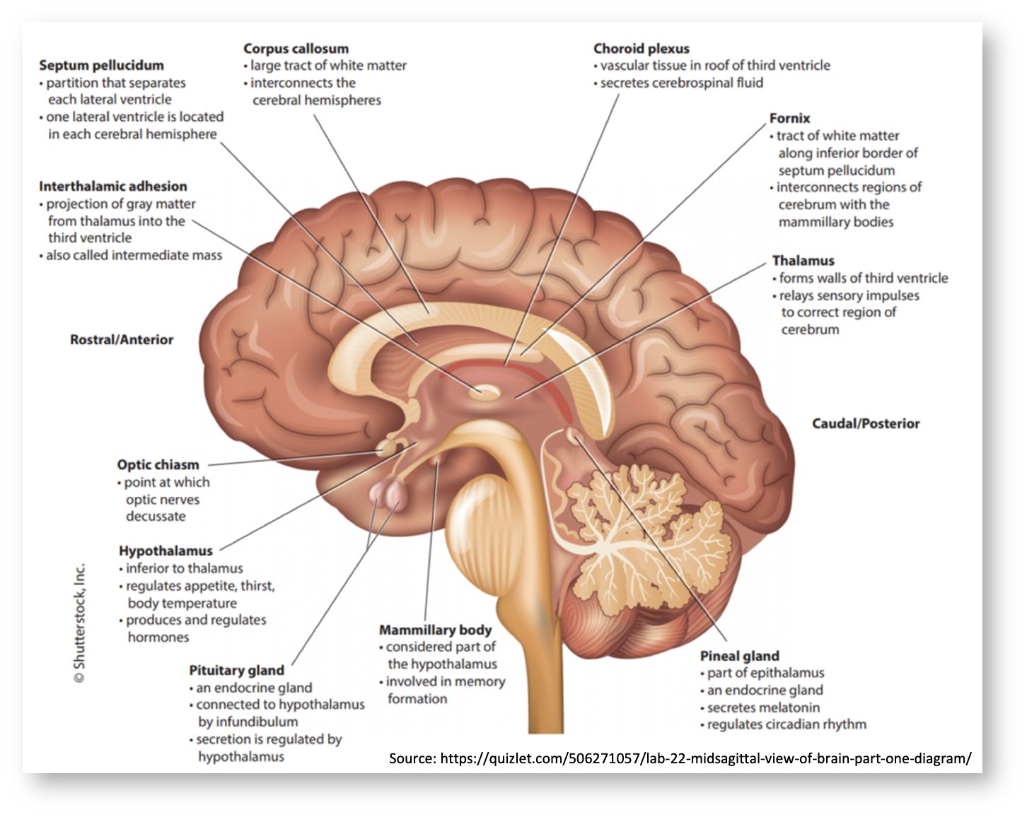 Tony Breu on Twitter: "3/4 - The Explanation The authors suggested that the  mechanism of these T-wave changes related to inflammation of the adjacent  hypothalamus. This would lead to increased sympathetic outflow