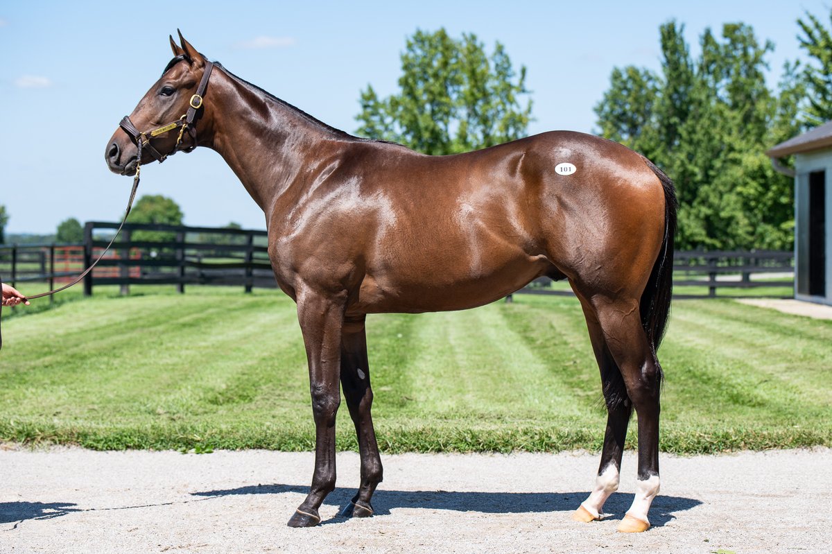 TaylorMadeSales's tweet photo. 🌞(TM WEEKEND RECAP📰)
🏆JACE'S ROAD (101) ⭐TDN Rising Star⭐
✔️MSW winner on debut by 6 1/4 lengths!
🏆GOLDEN PAL (486) Winner of the G3 Troy Stakes at @SaratogaRace
✔️Ultra-talented turf sprinter 🏇
Congrats to all connections! 👏#TMGRADS https://t.co/3JUmxet7jo