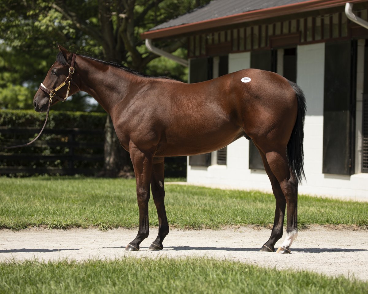 TaylorMadeSales's tweet photo. 🌞(TM WEEKEND RECAP📰)
🏆JACE'S ROAD (101) ⭐TDN Rising Star⭐
✔️MSW winner on debut by 6 1/4 lengths!
🏆GOLDEN PAL (486) Winner of the G3 Troy Stakes at @SaratogaRace
✔️Ultra-talented turf sprinter 🏇
Congrats to all connections! 👏#TMGRADS https://t.co/3JUmxet7jo