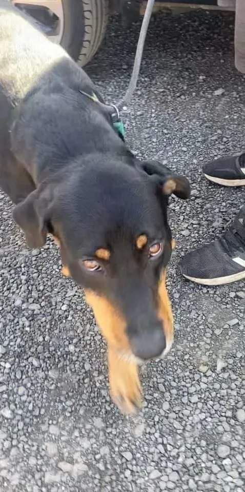 NWDogRescue's tweet photo. Ex farm dog #saveDiego. Needs a foster urgently.   All details https://t.co/e0yXV1NjCY https://t.co/0yXlNXLUT4