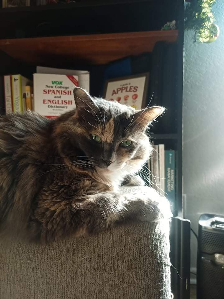 possiblyhaunted's tweet photo. Happy International Cat Day from our #podcastpets! π±πΎ
#phpodcast #possiblyhaunted #podcast #haunted #creepy #spooky #creepychicks #spookychicks #coven #pets #cats #kitties ##catsofΔ±nstagram #tortoiseshell #allgray #spookybitch #internationalcatday #catday https://t.co/oFwuJwoefn