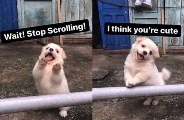 WholesomeMeme tweet picture