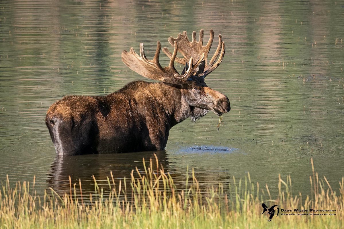DawnWilsonPhoto's tweet photo. Now that’s a lotta bull! 😂

#moose #watchablewildlife #colorado #coloradowildlife #wild #bullmoose #wildlifephotography #wildlife #coloradooutdoors #rmnp #wildcolorado https://t.co/lhXgM6qMcz