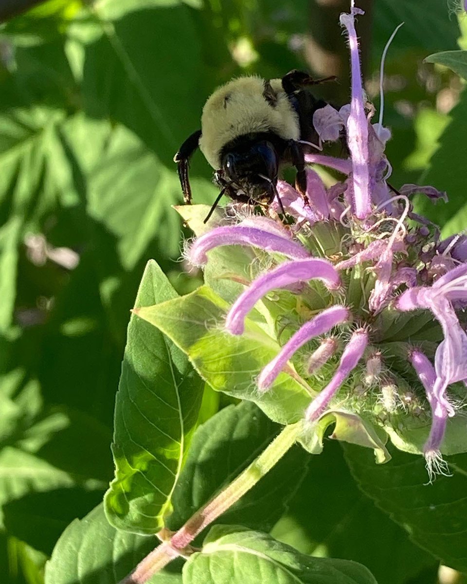 itsonlywords's tweet photo. Even their Latin genus name is cute, “Bombus.” #bumblebees #nativebees #nativepollinators #howcuteisthat #bombus https://t.co/9xiAlR0lIW