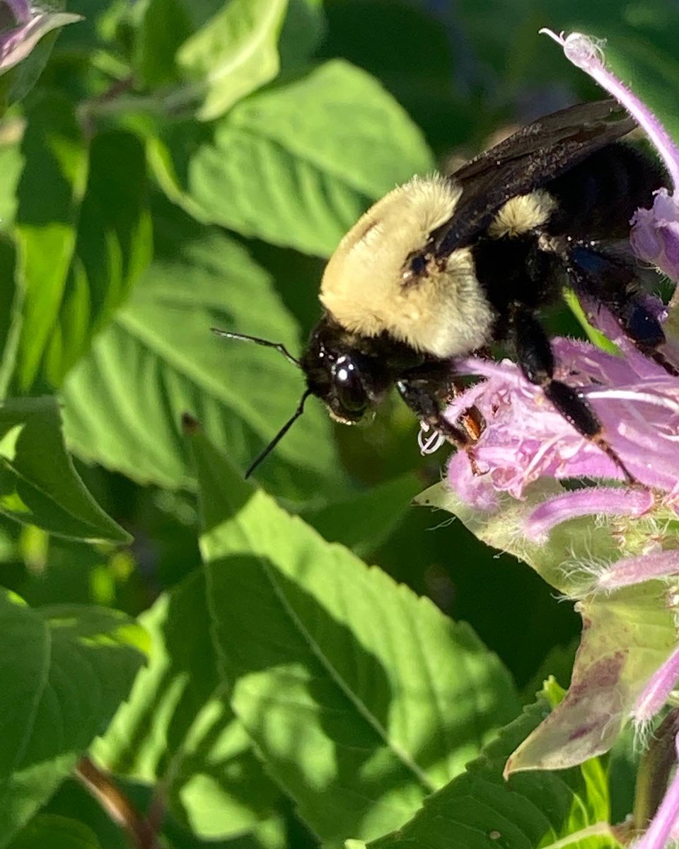 itsonlywords's tweet photo. Even their Latin genus name is cute, “Bombus.” #bumblebees #nativebees #nativepollinators #howcuteisthat #bombus https://t.co/9xiAlR0lIW