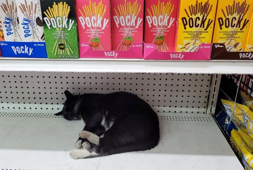 Bodegacats_'s tweet photo. https://t.co/dp2JIMCbxC