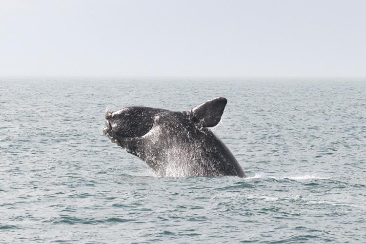 GarethMcGrathSN's tweet photo. Can offshore wind farms and the highly endangered North Atlantic right whale, down to fewer than 340 animals, share the same stretch of ocean, including off NC? Why biologists &amp; industry are hoping so. #offshorewind @SeaGrantNC @NCCoastalFed @SierraClubNC https://t.co/ZziftFKUOi https://t.co/Q3lgPWEIMR