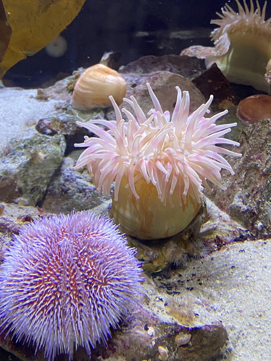 Filmsuppe's tweet photo. Eine Mutter zu ihrer Tochter im #Multimar Aquarium: „Schau mal, die schönen Blumen.“
Die „Blumen“ im Aquarium: https://t.co/1LDgrNvqzr