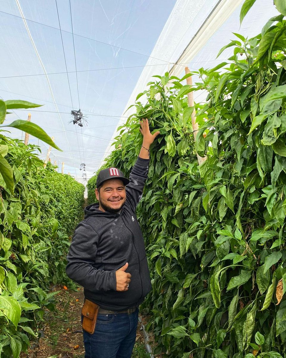 AgriTecno's tweet photo. Planta de chiles en mayasombra 🌱

🍃👉 https://t.co/65NixhYpvX 

#HealthyFood #Sustainability #Agriculture #Agro #Biodiversity #GlobalGoals #Crops #Aminoacids 
#SustainableAgriculture #AgroBusiness #GreenFuture #ThinkInGreen #Biostimulants #Bionutrition #PlanNutrition https://t.co/2a4Fqw4Mjq