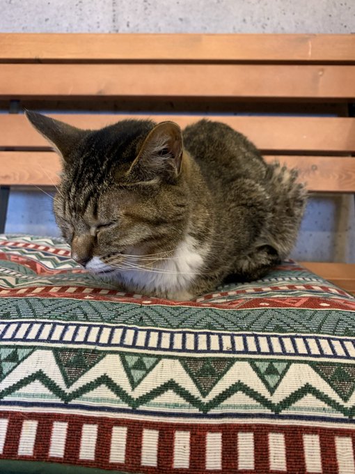 猫カフェの猫のtwitterイラスト検索結果