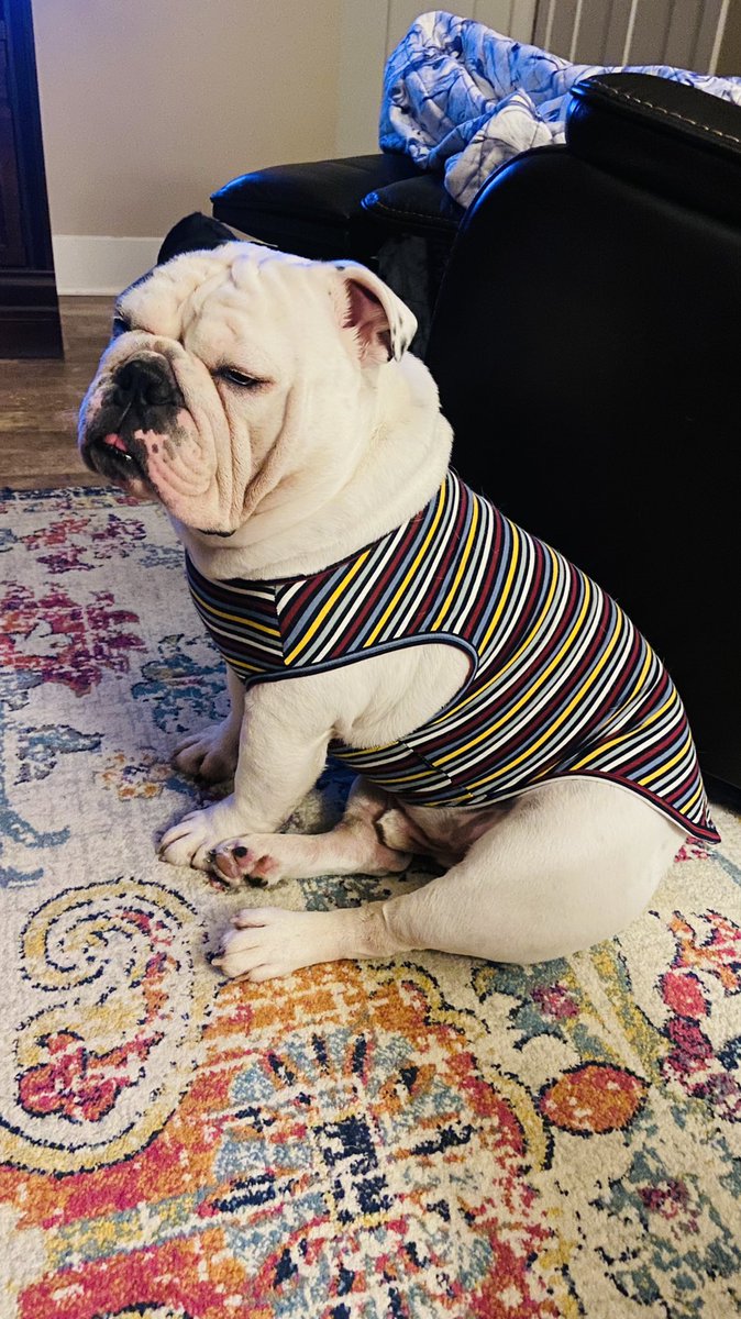 MARSHAL03140800's tweet photo. My new #fitwarm shirt came in the box outside. Humans go to the box daily and I pee on it daily. Weird. https://t.co/XLUZTYFehj