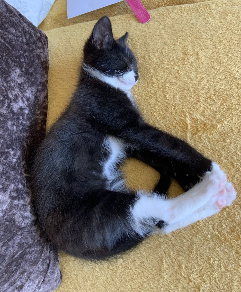 podweed's tweet photo. The many poses of sleepy Flossie ๐ธ๐ฝ๐
#PinkToeBeans
#KittensOfSomerset https://t.co/gXkWt1Ur4j