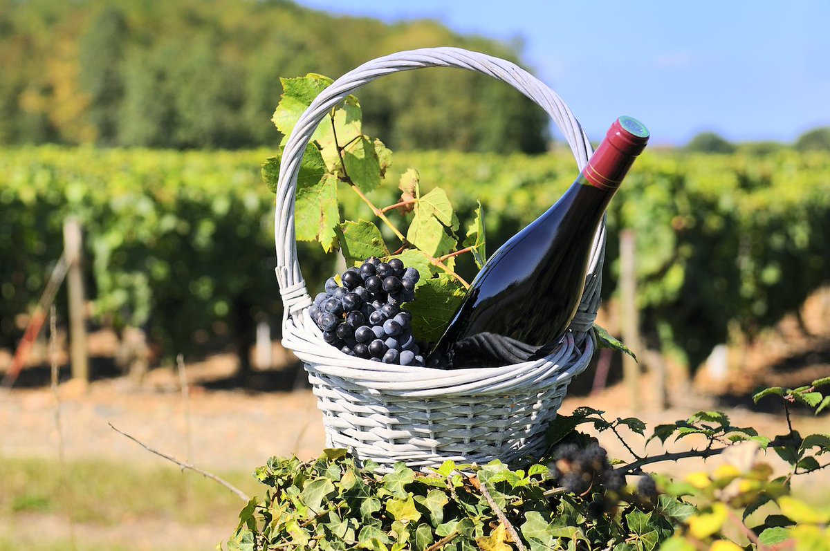 Gilly_Pickup's tweet photo. Do you like #Beaujolais Nouveau? You'll like this then.
River cruise operator @CroisiEurope_RC  salutes the wine's annual release on a five-day river #cruise  Read more here https://t.co/awEGFElqrv
@CroisiEurope #wine https://t.co/C63v9tS05c