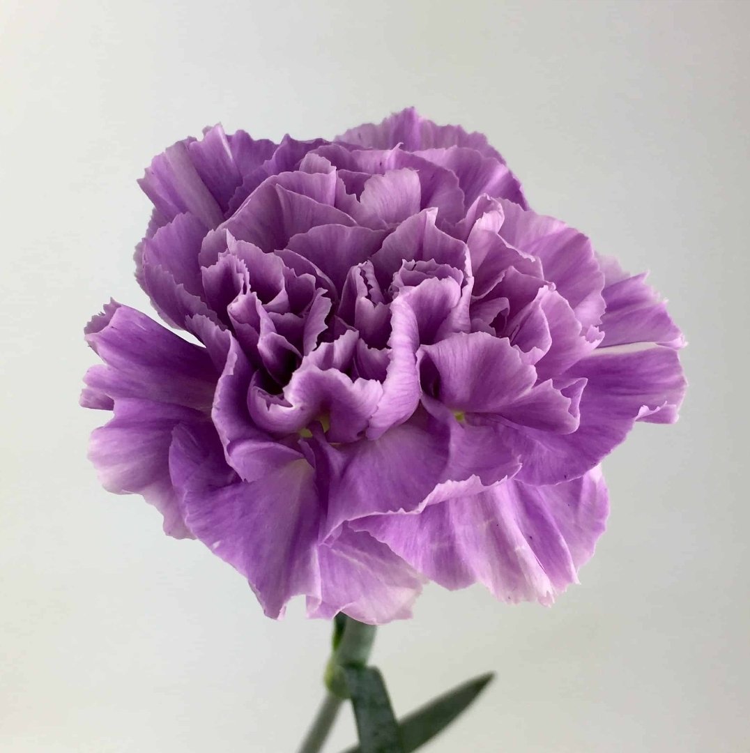 Dianthus St Moonaqua