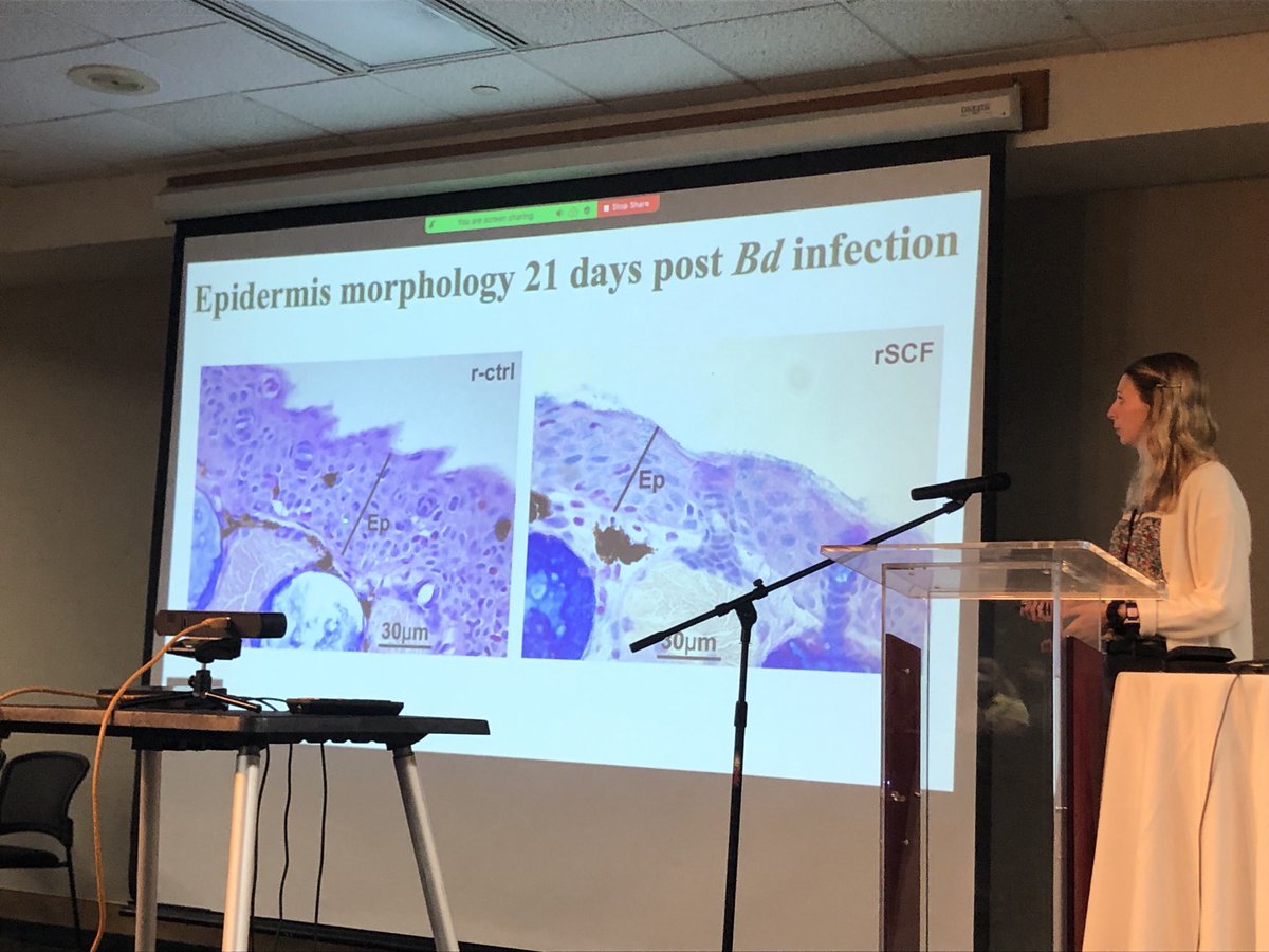 Anna Savage (@savagevolution) on Twitter photo Exciting work by Kelsey Hauser on mast cell enrichment elevating Bd resistance, likely through control of inflammation! #GARD2022 Exciting work by Kelsey Hauser on mast cell enrichment elevating Bd resistance, likely through control of inflammation! #GARD2022