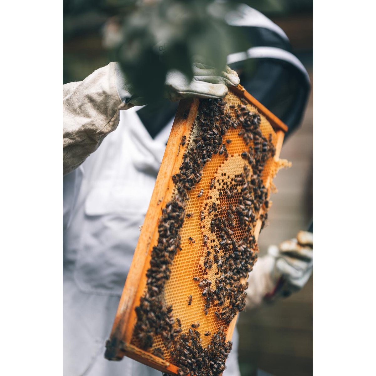 vegetarianchef's tweet photo. HONEY / WILDFLOWERS / DARK CHOCOLATE 
This is a constant on the tasting menu, showcasing the beautiful honey from my bees in my two garden hives. 
Keeping the bees is a real labour of love but immensely rewarding. https://t.co/jrgKTjINYx