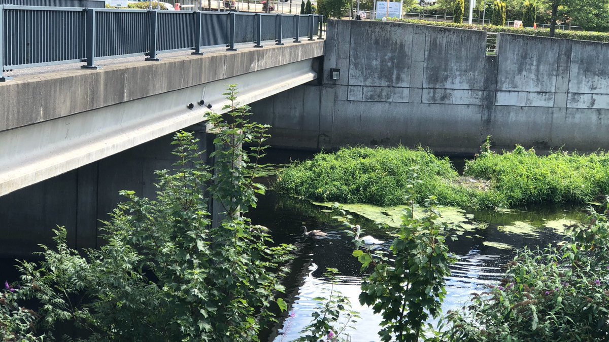 lisburnccc's tweet photo. 🦢It is great to see all of the new Swan Family stopping off at Lagan Valley Island, Lisburn today before continuing their journey along the River Lagan. https://t.co/y9oOSHxaXy